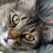 closeup of tabby cat lying down