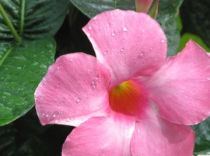 pink mandevilla bloom