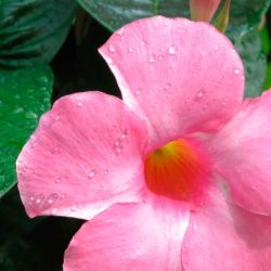 pink mandevilla bloom