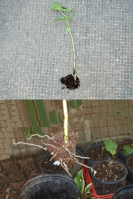 rooted cutting