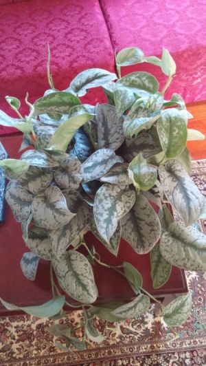 green and silvery white colored leaf draping plant