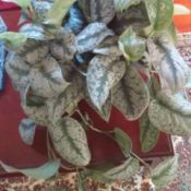 green and silvery white colored leaf draping plant