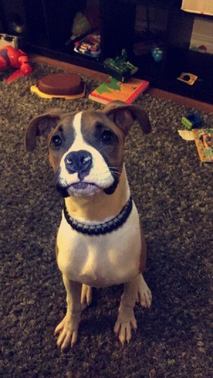 Boxer looking puppy