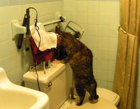 cat standing on toilet seat