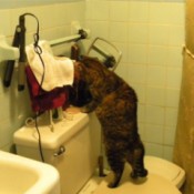 cat standing on toilet seat