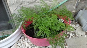 container garden