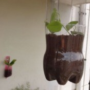 Upcycled Soda Bottle as Hanging Planter