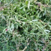 What Is This Invasive Plant?