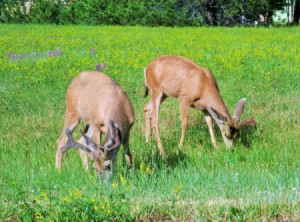 Two bucks eating grass