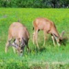Two bucks eating grass