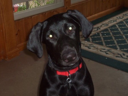 black Lab with red collar