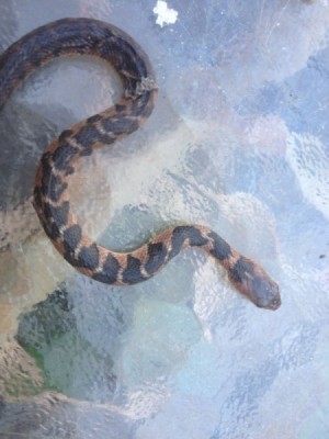 brown and tan snake