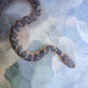 brown and tan snake