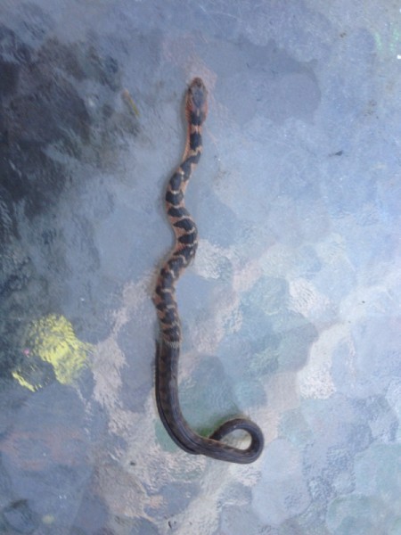 What Is This Snake?