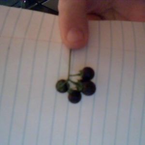 small black berries