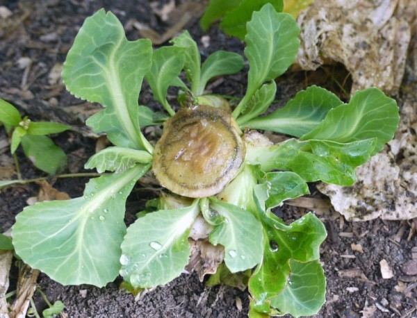 Get More From Your Brassicas