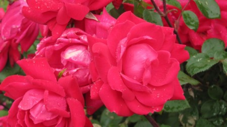 dark pink knockout roses