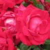 dark pink knockout roses