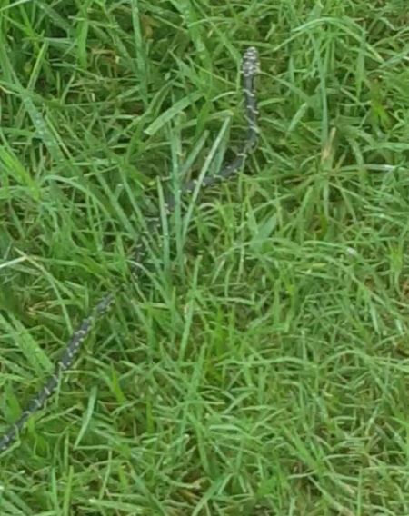 Is This a King Snake?