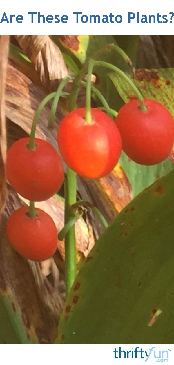 Are These Tomato Plants? | ThriftyFun