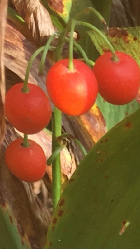small red berries atop long slender stems