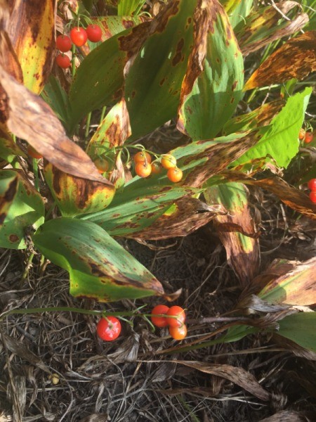 Are These Tomato Plants?