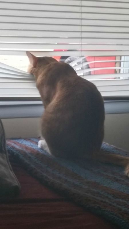 Shine (Orange Tabby Shorthair)