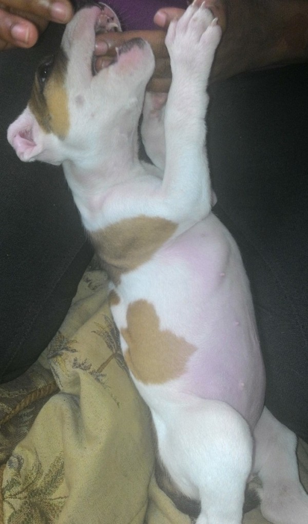what breed is my test what breed is my thriftyfun what breed is my test what breed is my thriftyfun
