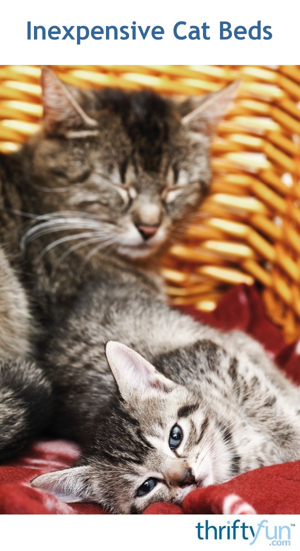 Inexpensive Cat Beds ThriftyFun