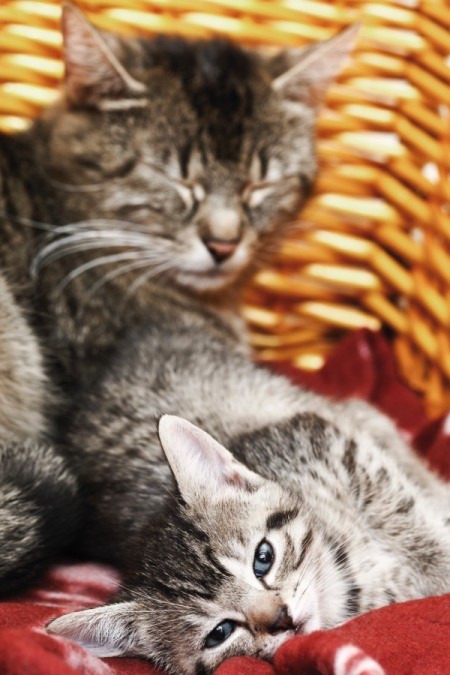 cats sleeping in a basket