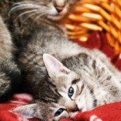 cats sleeping in a basket