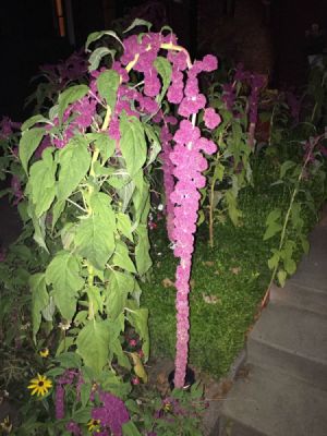 tall plant with cascade of puffy pink flowers