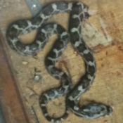 grey and black patterned snake with wide head