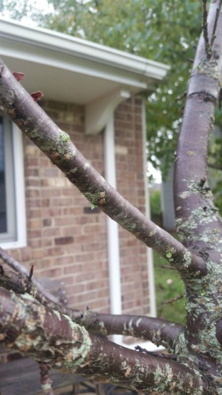 Growing a Wheeping Cherry Tree