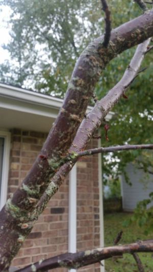 cherry tree closeup