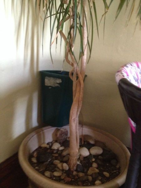 Identifying and Caring for a House Plant