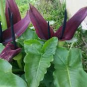 large leafed plant with deep purple flowers