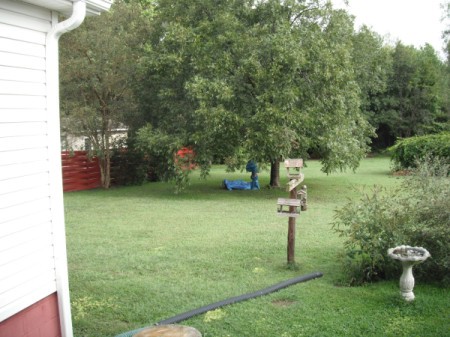 Removing a Skunk from a Live Trap