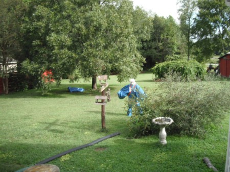 Removing a Skunk from a Live Trap