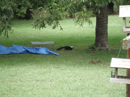 skunk leaving trap