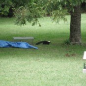skunk leaving trap