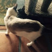 Introducing New Kitten to Resident Cat