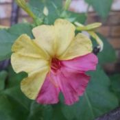 yellow and pink flower