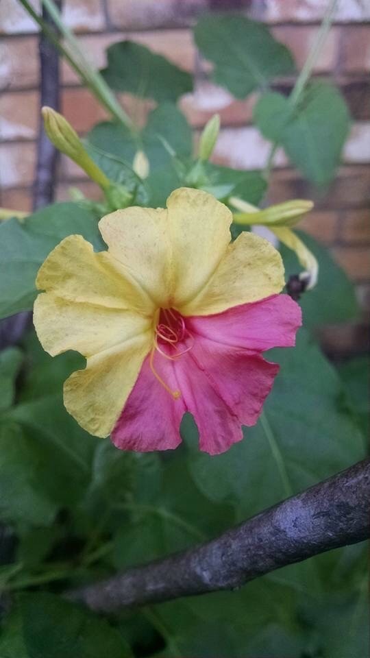 What Is This Flower? ThriftyFun