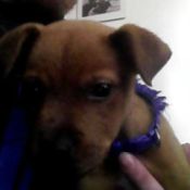 small brown dog