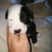 black and white young puppy