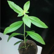 closeup of leaves