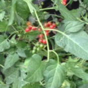 plant with small red berries