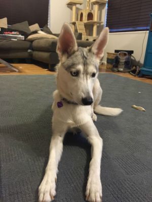 creamy white and grey dog with stand up ears