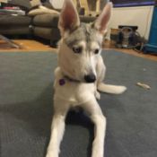 creamy white and grey dog with stand up ears